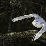 Snowy Owl flying from forest edge
